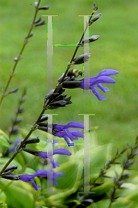 Picture of Salvia guaranitica 'Black and Blue'