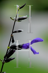 Picture of Salvia guaranitica 'Black and Blue'