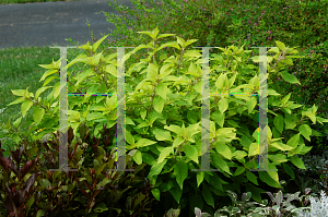 Picture of Salvia elegans 'Golden Delicious'