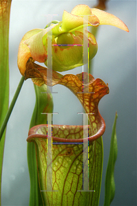 Picture of Sarracenia x catesbaei 