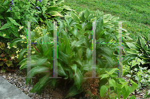 Picture of Setaria palmifolia 