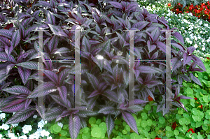 Picture of Strobilanthes dyerianus 