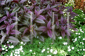 Picture of Strobilanthes dyerianus 