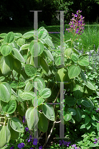 Picture of Tibouchina grandifolia 