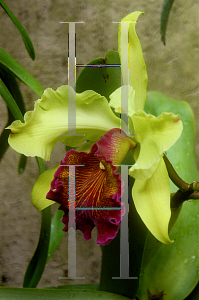 Picture of X Laeliocattleya  'George Off Green Gold'