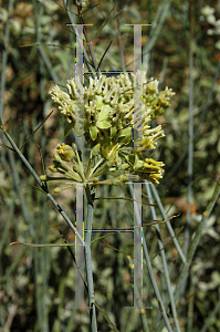 Picture of Asclepias subulata 