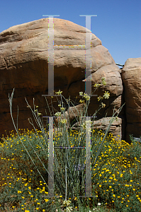 Picture of Asclepias subulata 