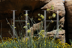 Picture of Asclepias subulata 