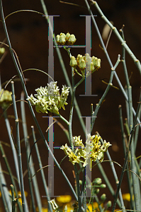 Picture of Asclepias subulata 