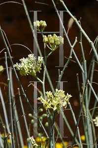 Picture of Asclepias subulata 