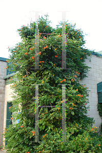 Picture of Campsis radicans 