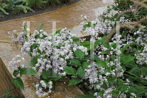 Picture of Clematis recta 'Purpurea'