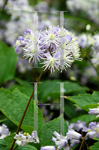 Picture of Clematis recta 'Purpurea'