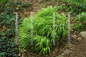 Picture of Hakonechloa macra 'Aureola'