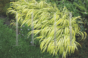 Picture of Hakonechloa macra 'Aureola'