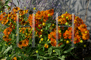 Picture of Helenium autumnale 