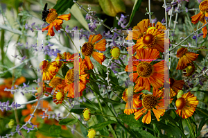 Picture of Helenium autumnale 