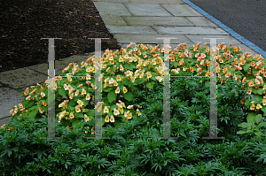 Picture of Impatiens auricoma 