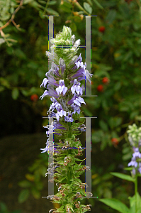 Picture of Lobelia siphilitica 