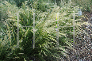 Picture of Stipa tenuissima 