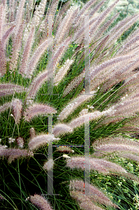 Picture of Pennisetum setaceum 