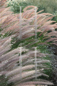 Picture of Pennisetum setaceum 