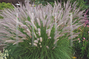 Picture of Pennisetum setaceum 