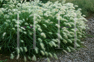 Picture of Pennisetum villosum 