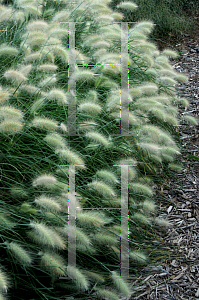 Picture of Pennisetum villosum 