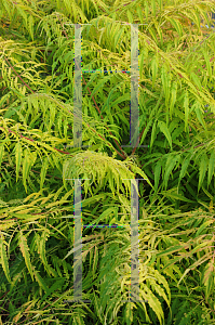 Picture of Rhus typhina 'Bailtiger (Tiger Eyes)'