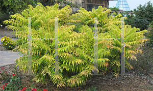 Picture of Rhus typhina 'Bailtiger (Tiger Eyes®)'