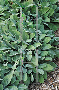 Picture of Stachys byzantina 