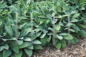 Picture of Stachys byzantina 