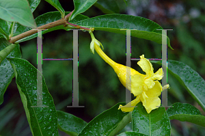 Picture of Allamanda cathartica 'Florepleno'