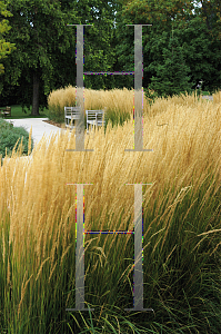 Picture of Calamagrostis x acutiflora 'Karl Foerster'