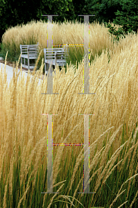 Picture of Calamagrostis x acutiflora 'Karl Foerster'