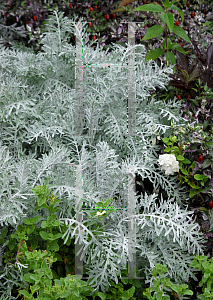 Picture of Centaurea cineraria 'Colchester White'