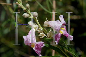 Picture of Chilopsis linearis 