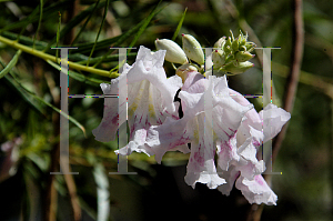 Picture of Chilopsis linearis 