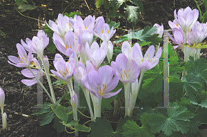 Picture of Colchicum autumnale 