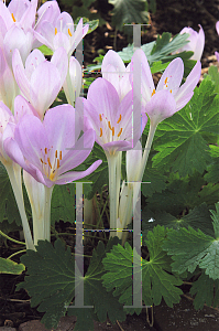 Picture of Colchicum autumnale 