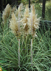 Picture of Cortaderia selloana 'Silver Comet'