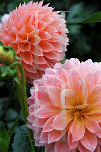 Picture of Dahlia  'Hamilton Lillian'