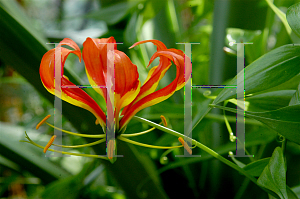 Picture of Gloriosa superba 