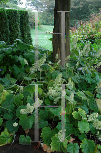 Picture of Heuchera villosa 