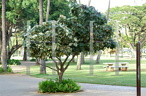 Picture of Hibiscus tiliaceus 'Variegata'