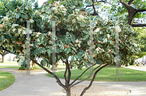 Picture of Hibiscus tiliaceus 'Variegata'