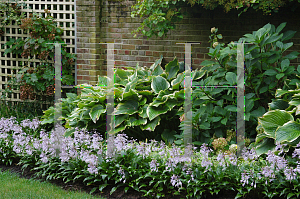 Picture of Hosta  'Tardiflora'