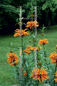 Picture of Leonotis leonurus 