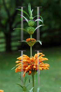 Picture of Leonotis leonurus 